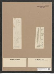Synedra acus Kuetz. (de-Toni-Nr.: Genus 66, Species 2590) Zeichnungen Sammlung Grunow Nr. 5271 (NHMW-BOT-W0373653)
